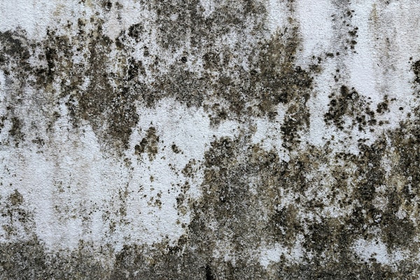 Louisiana Insurance Crisis Deepens as Infrastructure and Mold Threaten Home Values